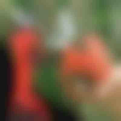 Cesoie elettriche | WHIZZPRUNER