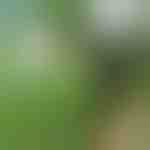Guinzaglio per cani a mani libere | CROSSLEASH