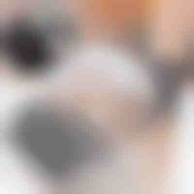 Spazzola per gatti (2 pezzi) | PURRCORNER